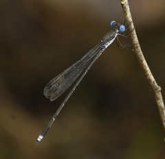 Lestes malabaricus