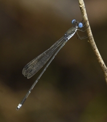 Lestes malabaricus