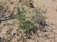 Persicaria angustifolia