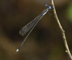 Lestes malabaricus