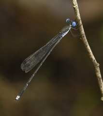 Lestes malabaricus