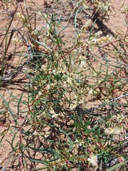 Persicaria angustifolia