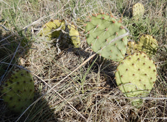 Opuntia tortispina