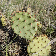 Opuntia tortispina