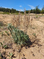 Artemisia ledebouriana