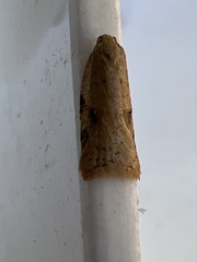 Acleris notana