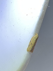 Acleris notana
