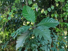 Artocarpus elasticus