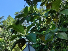 Artocarpus elasticus