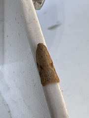 Acleris notana