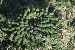 Euphorbia flanaganii