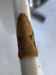 Acleris notana