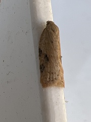 Acleris notana