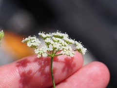 Bunium bulbocastanum