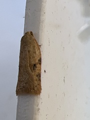 Acleris notana