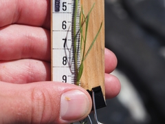 Bunium bulbocastanum