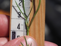 Bunium bulbocastanum