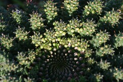 Euphorbia flanaganii