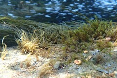 Lemanea fluviatilis