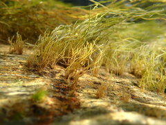 Lemanea fluviatilis