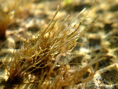 Lemanea fluviatilis