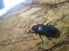 Melandrya caraboides