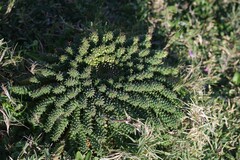 Euphorbia flanaganii
