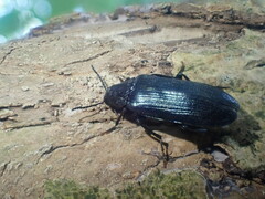 Melandrya caraboides