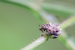 Dasyvalgus formosanus