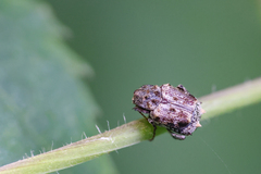 Dasyvalgus formosanus