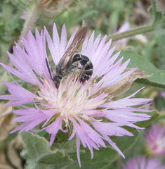 Colpa quinquecincta