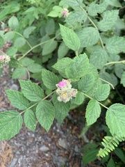 Rubus incanus
