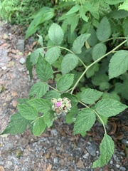 Rubus incanus