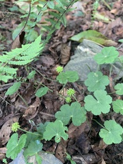 Hydrocotyle nepalensis