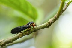 Scieroptera formosana