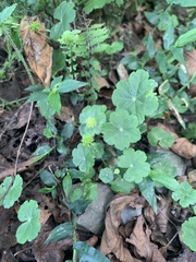Hydrocotyle nepalensis