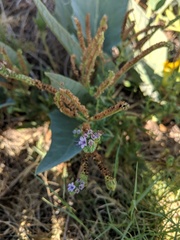 Phacelia integrifolia