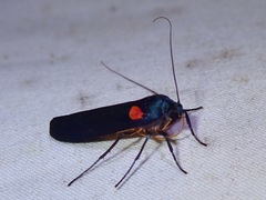 Monosyntaxis holmanhunti