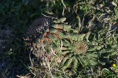Euphorbia flanaganii