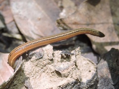 Haemadipsa sylvestris