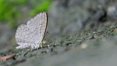 Spalgis epius dilama