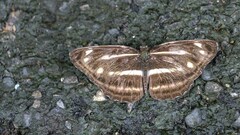 Neptis taiwana