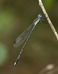 Lestes malabaricus