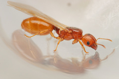 Pheidole cerebrosior