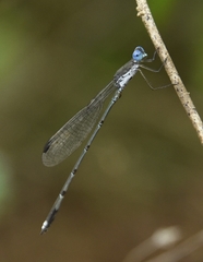 Lestes malabaricus