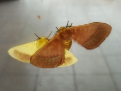 Stenoglene rosea