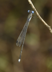 Lestes malabaricus