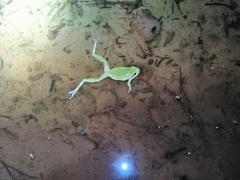 Hyla intermedia perrini