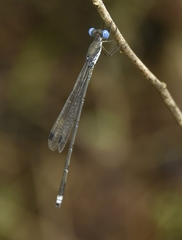Lestes malabaricus