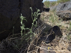 Cryptantha echinella